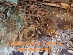 惠州白蚁防治-首选卫城虫控资质企业